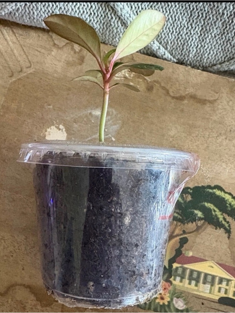 Madagascan jewel plant grown from seed in 2.1x3’ plastic container - Picture 7 of 9